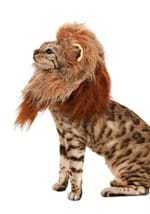 Lion Pet Costume Alt 2