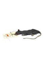 Deluxe Rat In Trap w/Motion