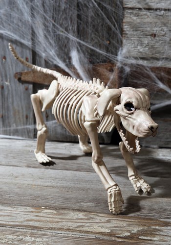 Beagle Bonez Update