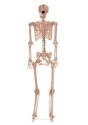 Metal Stand for Lifesize Skeletons