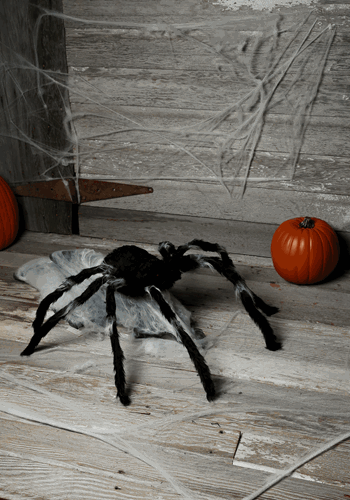 36'' Giant Jumping Spider_Update