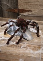 Animated Brown Jumping Spider