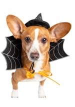 Witch Hat & Collar Pet Set Alt 6